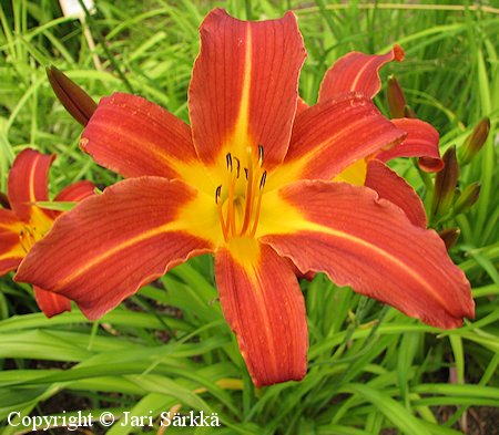 Hemerocallis Hybrida-Ryhm 'Autumn Red'